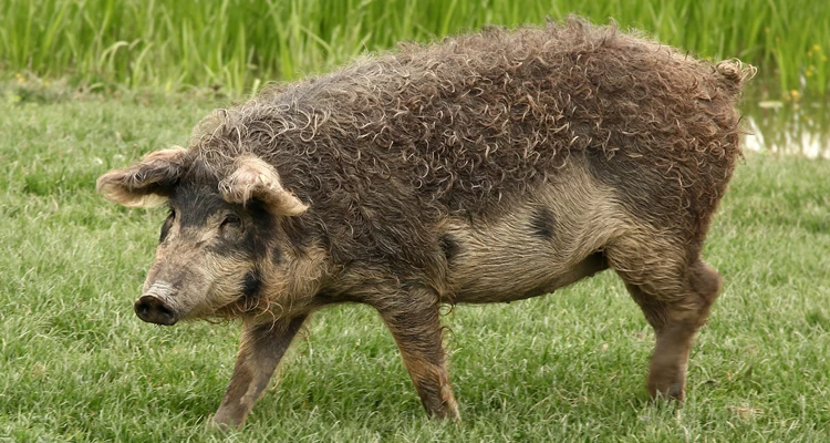 Mangalitza – das Wollschwein mit Geschmackstiefe